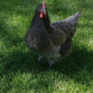 Meet your Posher, Carla